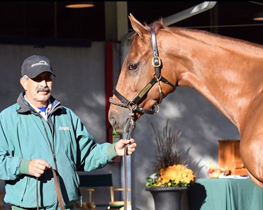 Blue Prize (ARG) - Horse Profile - BloodHorse