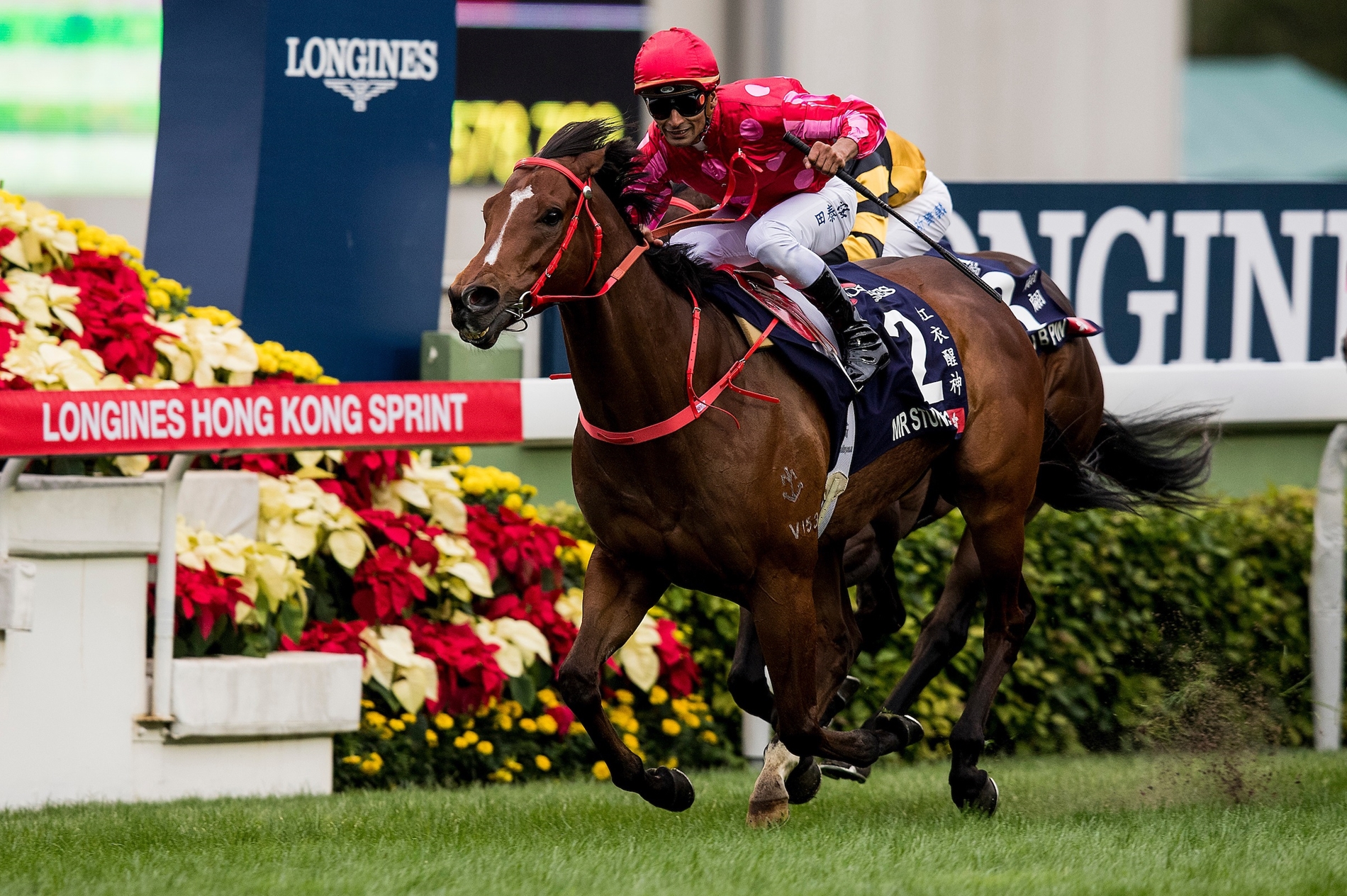 Hong Kong Stars Prep for December s Group 1 Events BloodHorse