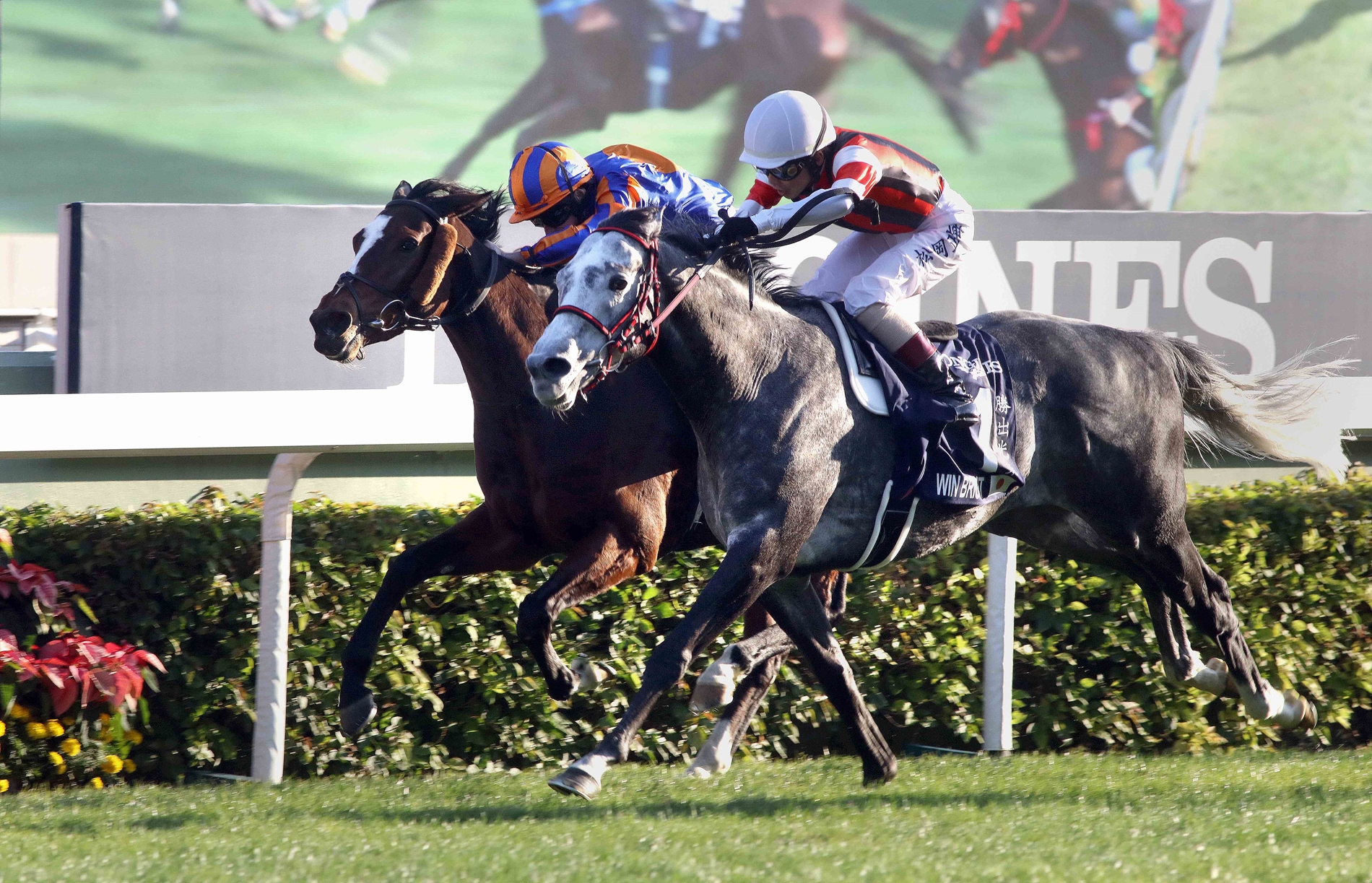 International Participation in Hong Kong Uncertain BloodHorse