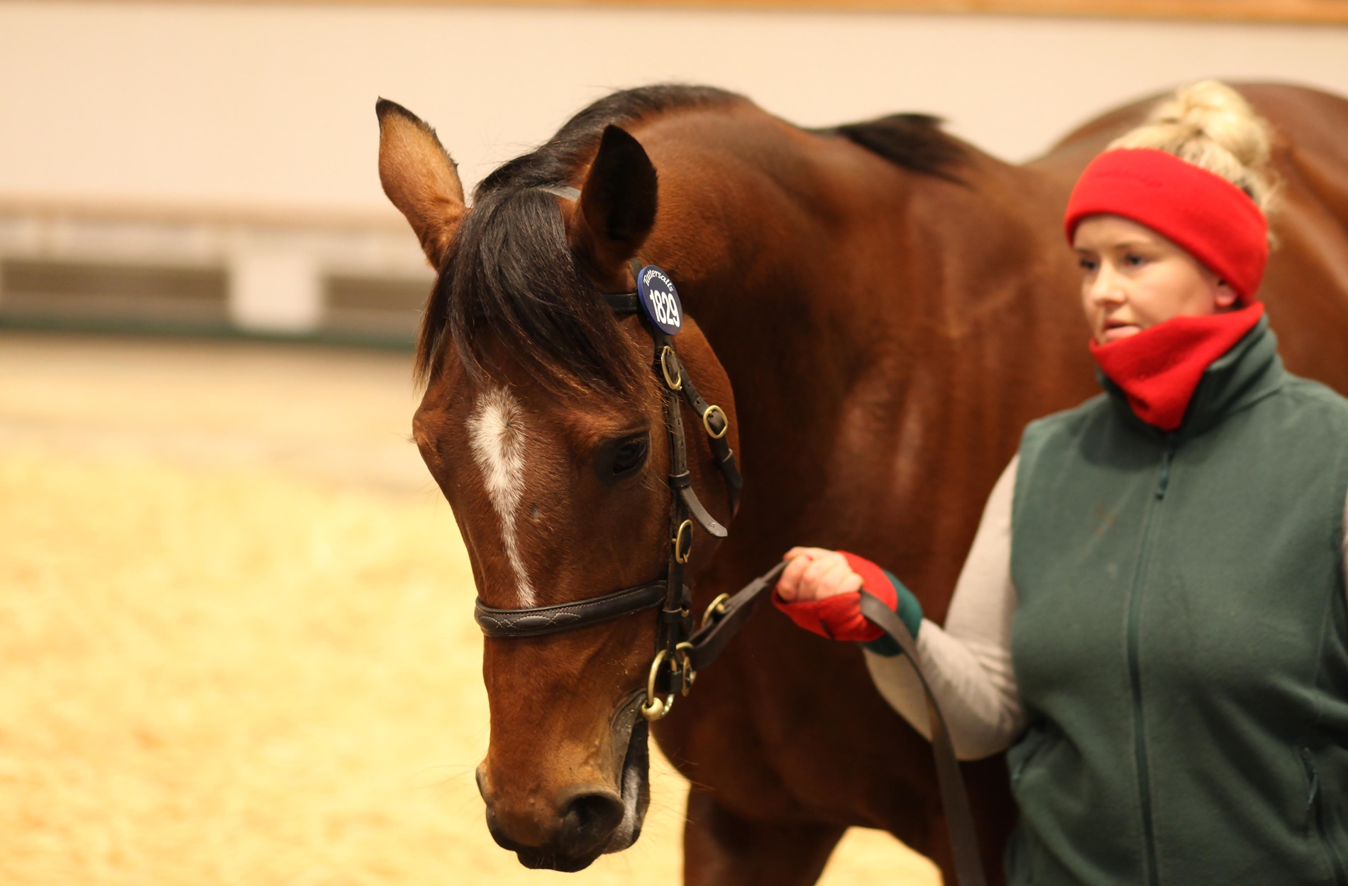 butterscotch the horse