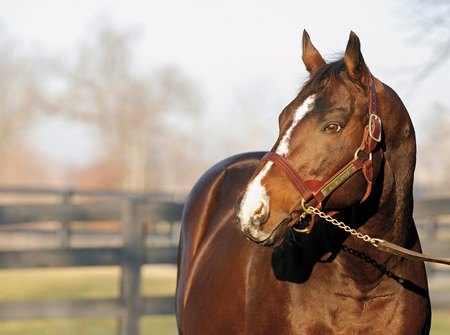 Serena's Song (horse) - American Classic Pedigrees