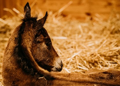 Beholder Horse Profile BloodHorse