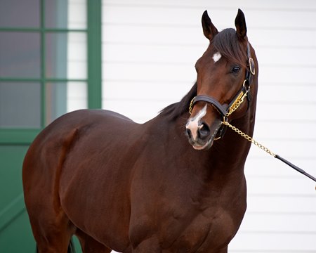 Omaha Beach at Spendthrift Farm