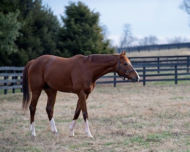 Code of Honor - Horse Profile - BloodHorse