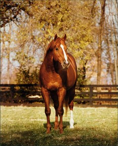 Genuine Risk: Derby Winning Filly - Slideshow - BloodHorse