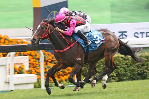 waikuku edges beauty generation in stewards cup bloodhorse