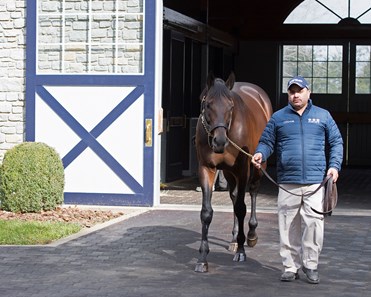 Uncle Mo - Horse Profile - Bloodhorse