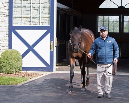 Uncle Mo at Ashford Stud