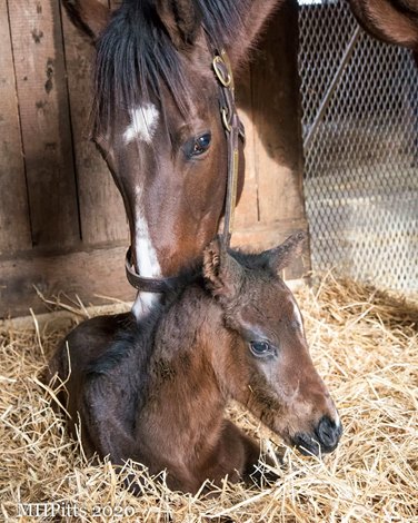 Champion Songbird Delivers Filly by Tapit - BloodHorse