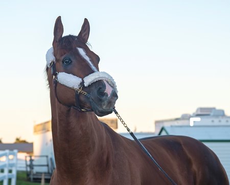 Mucho Gusto the morning after winning the Pegasus World Cup at Gulfstream Park