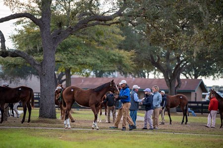 Short yearlings are inspected at the 2020 OBS Winter Mixed Sale