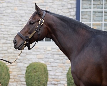 Uncle Mo - Horse Profile - BloodHorse