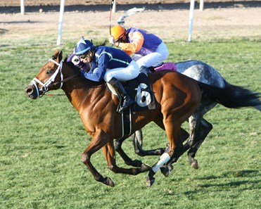 Ohio Brz Horse Profile Bloodhorse