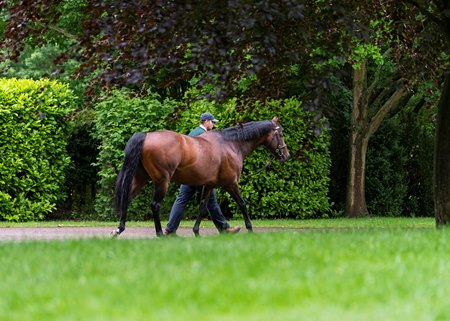 Kingman at Banstead Manor Stud