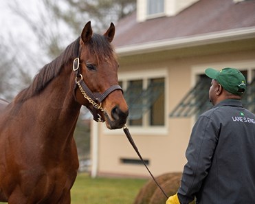 Serena's Cat - Horse Profile - BloodHorse