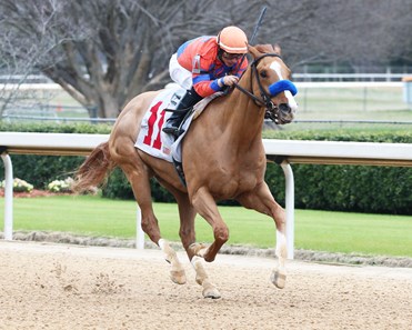 Captain Don - Horse Profile - BloodHorse