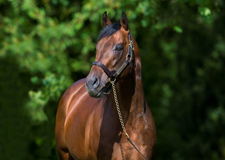 Kingman at Banstead Manor Stud 