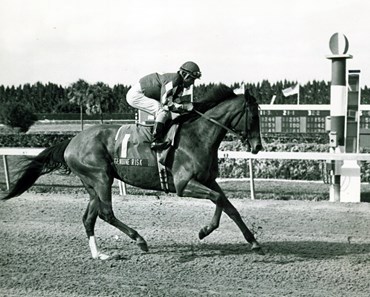 Genuine Risk: Derby Winning Filly - Slideshow - BloodHorse