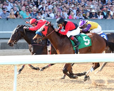 Sunny Dale Horse Profile Bloodhorse