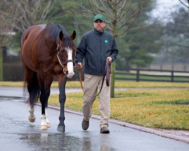 Union Rags - Horse Profile - BloodHorse