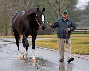 Honor Code - Horse Profile - BloodHorse