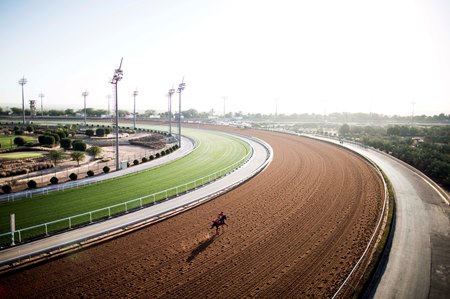A horse trains on the main track at King Abdulaziz Racetrack