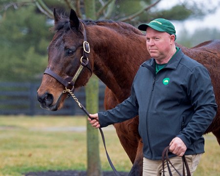 Lemon Drop Kid in 2020 at Lane's End Farm