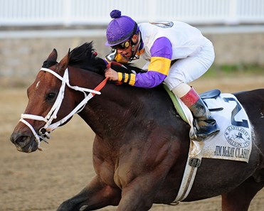 Cuba - Horse Profile - BloodHorse