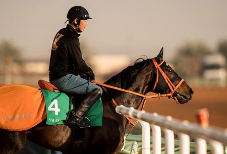 Gold Dream heads out to train for the 2020 Saudi Cup at King Abdulaziz Racetrack
