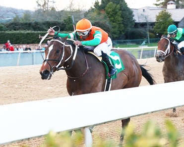 Santos Dumont Horse Profile Bloodhorse