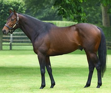 Almanzor at Haras D'Etreham