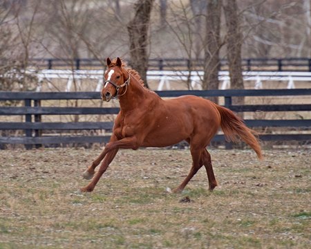 Country House to Stand at Darby Dan Farm - BloodHorse