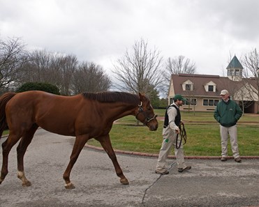 Accelerate - Horse Profile - BloodHorse