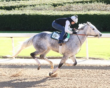 Awe Emma Horse Profile Bloodhorse