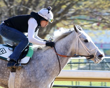 Awe Emma Horse Profile Bloodhorse