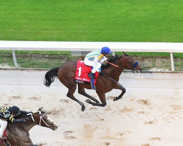 Nadal Horse Profile Bloodhorse