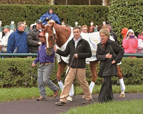 Wise Dan to Receive Comeback Award - BloodHorse