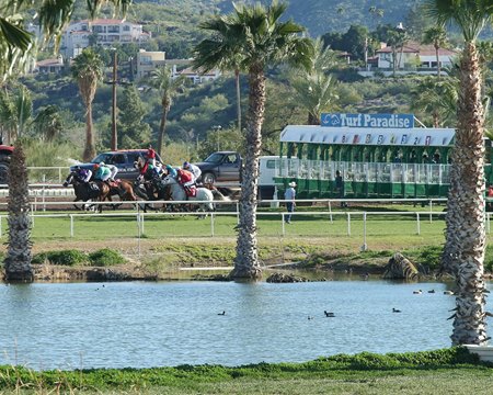 Horses race on the grass course at Turf Paradise