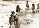 Lady's Secret wins The Whitney Handicap at Saratoga. 1986