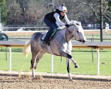 Awe Emma Horse Profile Bloodhorse