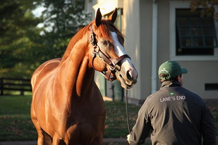 Catalina Cruiser - Horse Profile - Bloodhorse