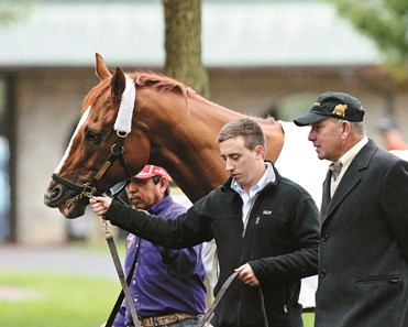 Wise Dan - Horse Profile - BloodHorse