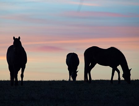 Mares at sunrise on
March 26, 2020  in Versailles, KY. 