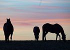 Mares at sunrise on
March 26, 2020  in Versailles, KY. 