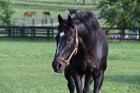 Kentucky Derby Winner War Emblem Dies at 21 BloodHorse