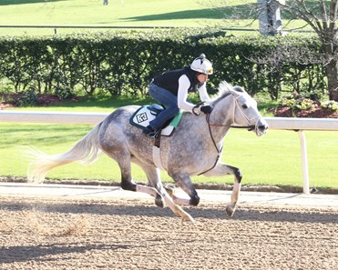 Awe Emma Horse Profile Bloodhorse