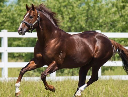 Written Tycoon at Woodside Park Stud