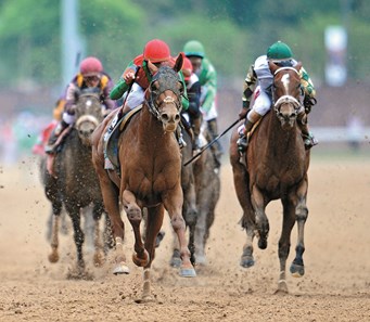 Animal Kingdom - Horse Profile - BloodHorse