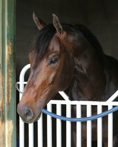 Warrior's Charge