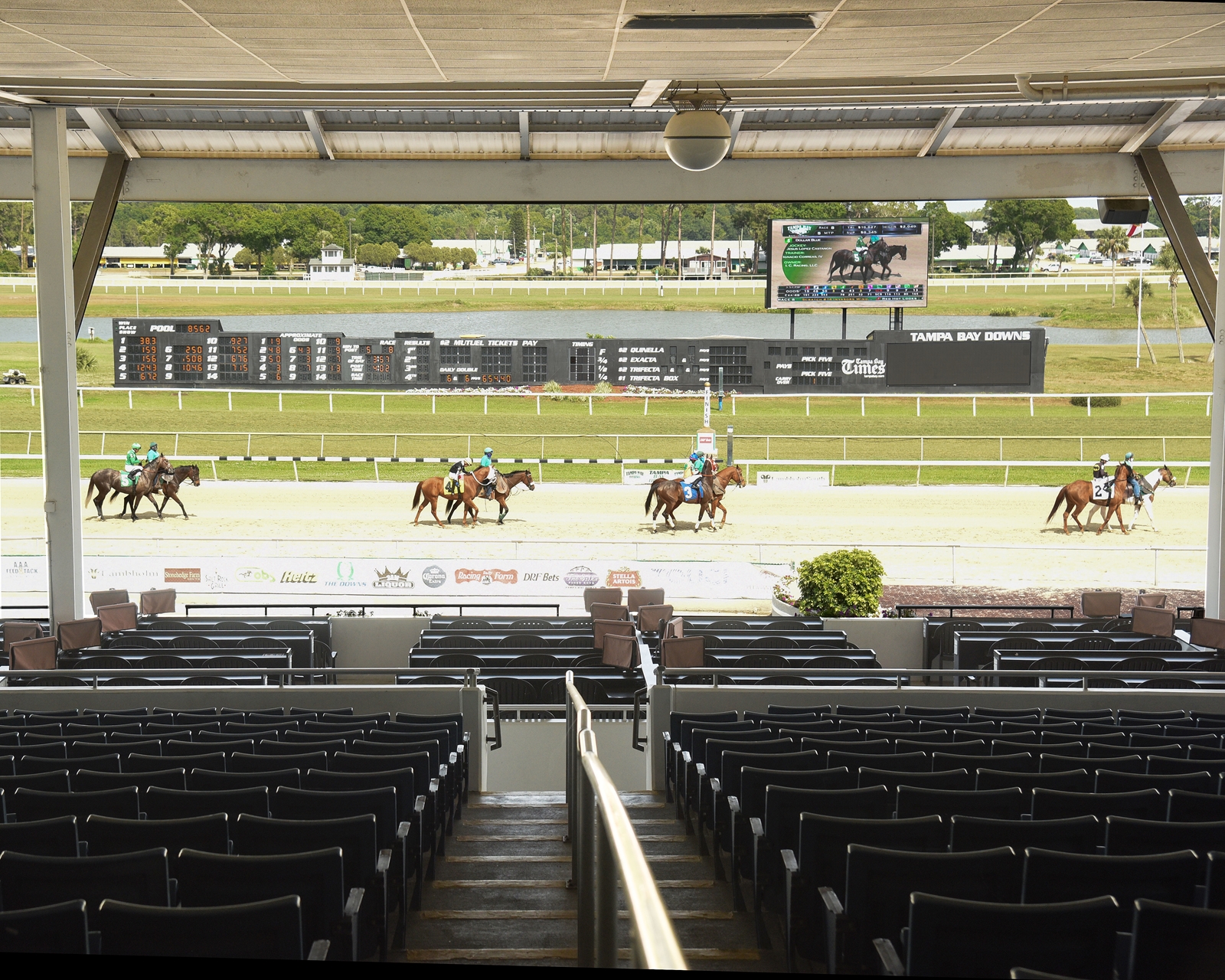 Horses head to the post at Tampa Bay Downs